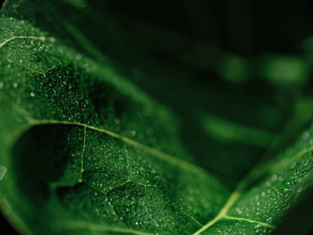 Shallow focus macro of a fiddle fig leaf covered in water droplets.