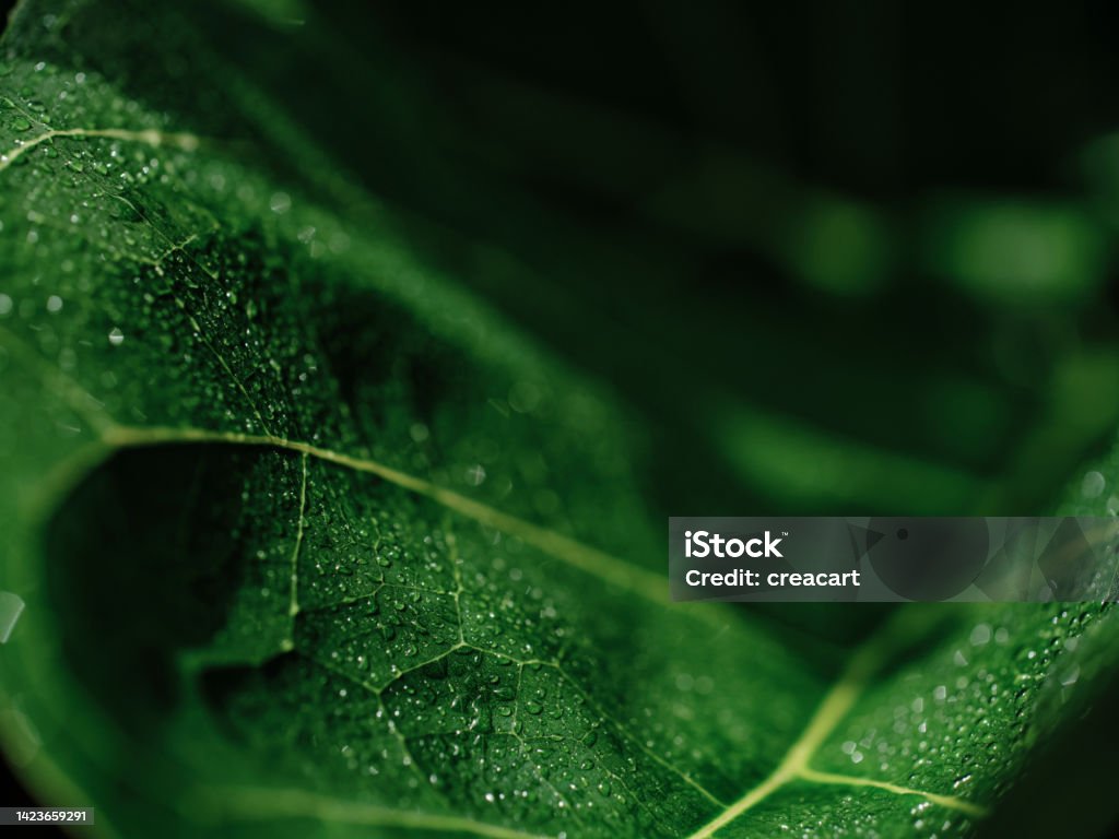 Shallow focus macro of a fiddle fig leaf covered in water droplets. Fiddle-leaf Fig Stock Photo