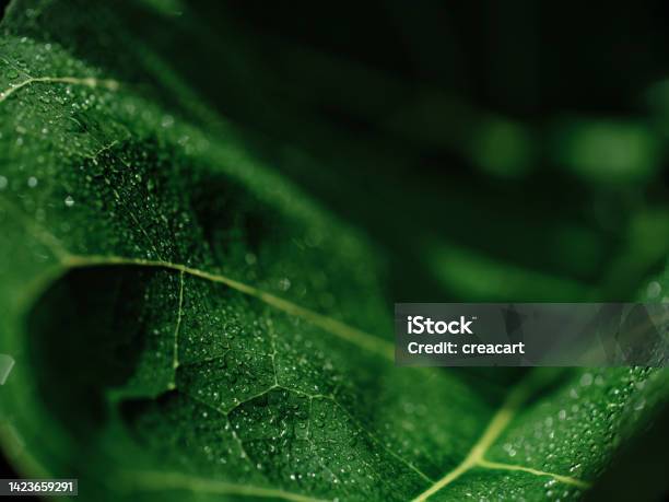 Shallow Focus Macro Of A Fiddle Fig Leaf Covered In Water Droplets Stock Photo - Download Image Now