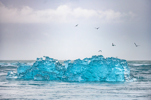 Glacier Ice floating in the ocean with seagulls Diamond Beach Eystri-Fellsfjara at Jökulsárlón, Southern Iceland