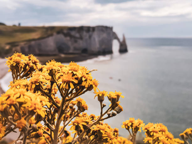 istock Yellow flowers Etretat 1423663386