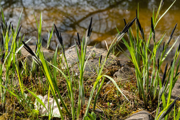 Blooming sedge Carex Nigra (Carex melanostachya) on shore of garden pond. Fluffy yellow caps on Black or common sedge against blurred background. Selective focus. Nature concept for spring design. Blooming sedge Carex Nigra (Carex melanostachya) on shore of garden pond. Fluffy yellow caps on Black or common sedge against blurred background. Selective focus. Nature concept for spring design. carex nigra stock pictures, royalty-free photos & images