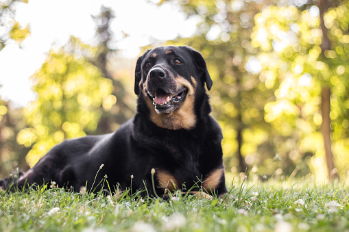 Portrait of mixed breed dog in the yellow fields, happy smiling dog