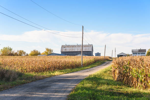 granja en el otro extremo de los campos de maíz atravesados por un camino rural de grava - carretera de campo fotografías e imágenes de stock