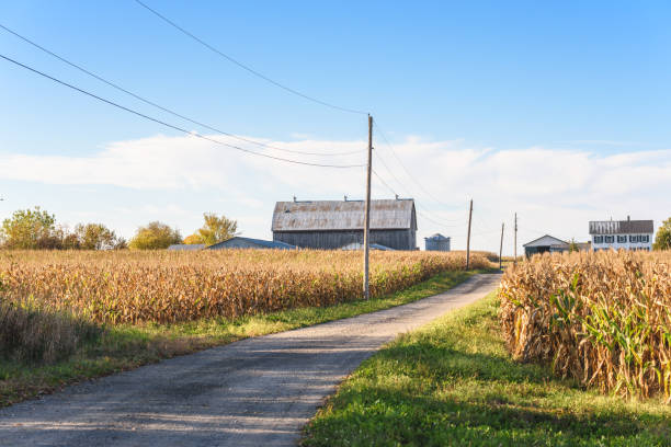 ferme à l’extrémité des champs de maïs traversés par une route de campagne de gravier - route de campagne photos et images de collection