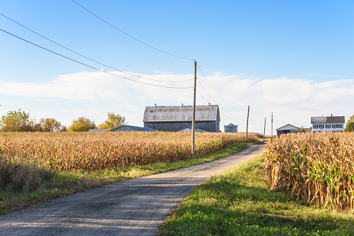 Gravel country road through corn fields to a farm in the countryside of Ontario, Canada, on a sunny autumn day