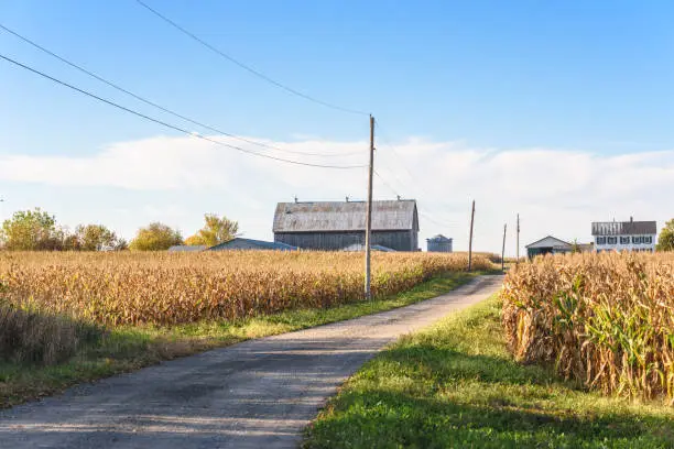 Photo of Farm at the far end of corn fields crossed by a gravel country road