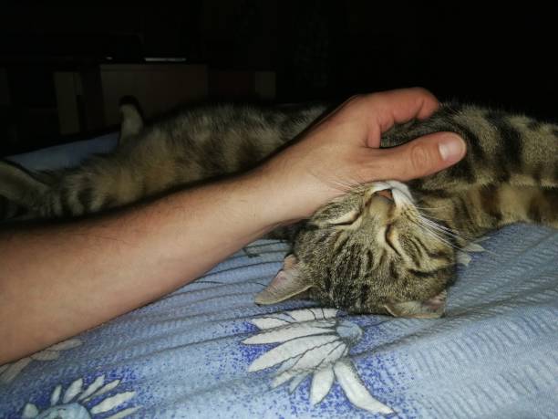 istock A tabby cat lying on its back on a blue blanket and a human hand stroking the cat 1423666225