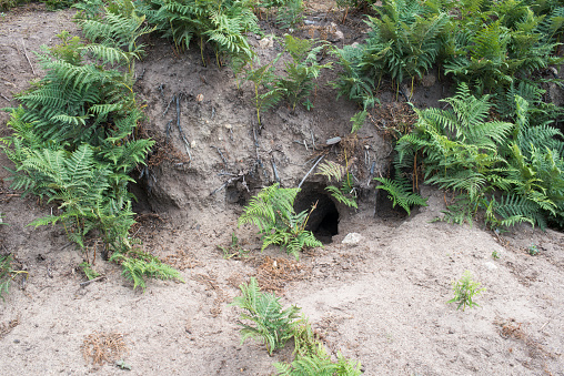 Rabbit burrows in the atlantic coast. France. Europe