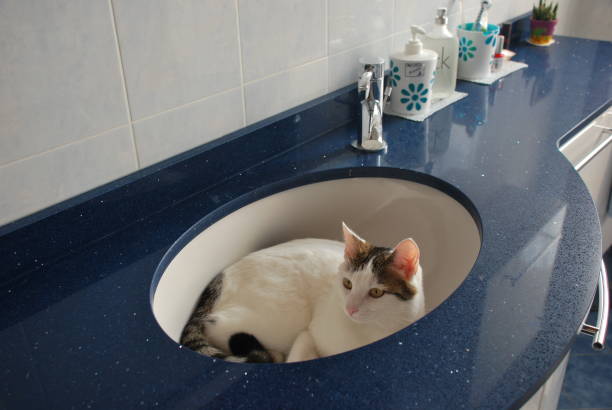 istock Cat in the bathroom 1423671331