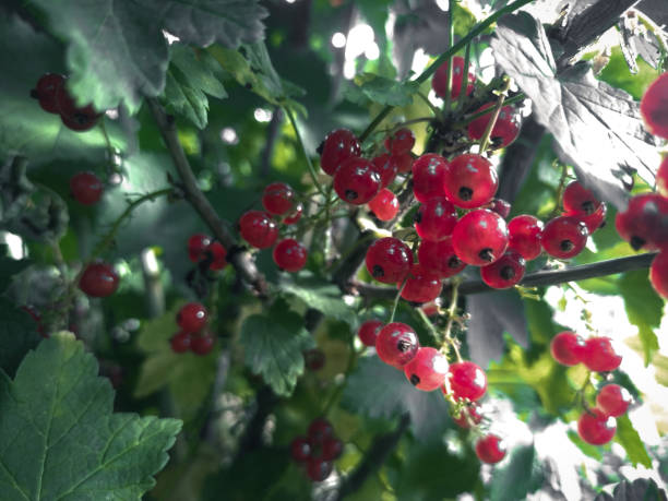Red rowan on a bush branch. Autumn harvest. Sour berries. stock photo