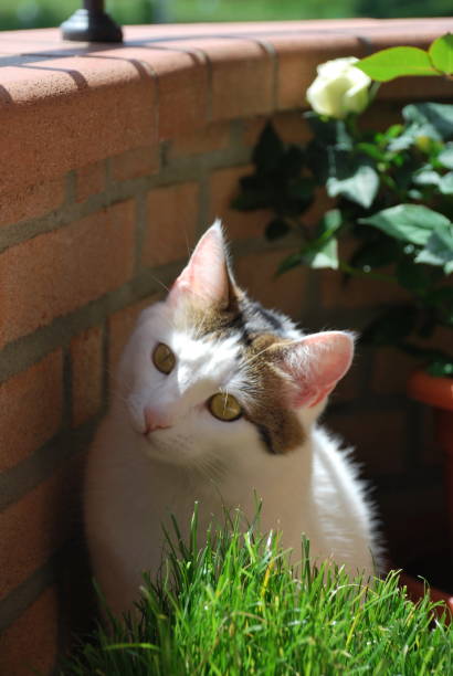 istock White cat whit Yellow eyes 1423674998