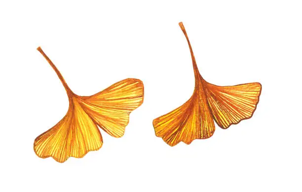 Vector illustration of Autumn yellow ginkgo leaves