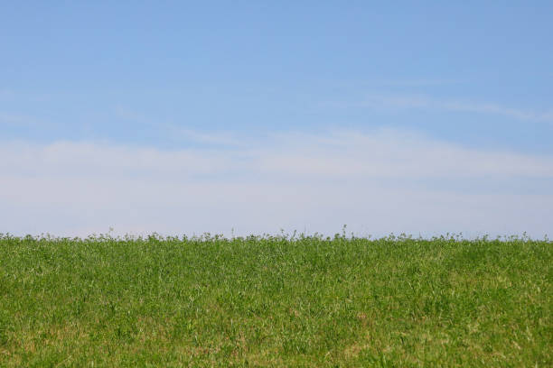 Free Stock Photo of Field of Tall Grass Under Blue Sky | Download Free ...