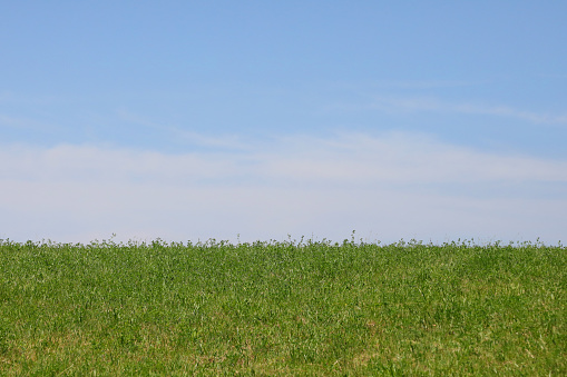simple nature background with blue sky above and green grass below with no people ideal for writing custom text