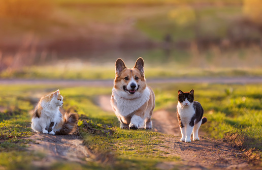 two cute cats and a corgi puppy walk side by side on a sunny path in the garden