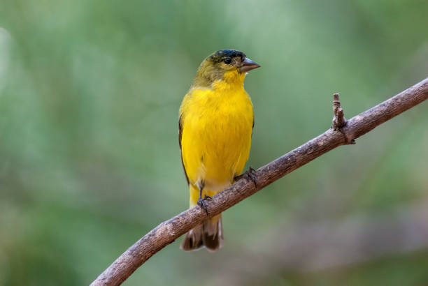 istock Lesser Goldfinch Perched on a Branch 1423677850