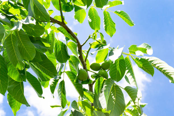 nogal - walnut tree walnut nut branch fotografías e imágenes de stock