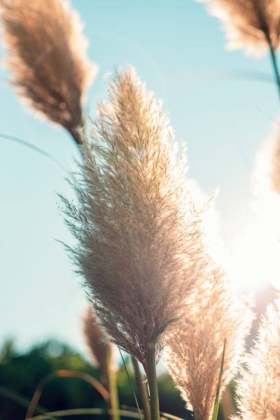 istock Pampas grass in sunlight against blue sky. Selective focus 1423678875