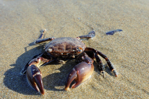 istock crab with powerful claws on the seashore 1423678991