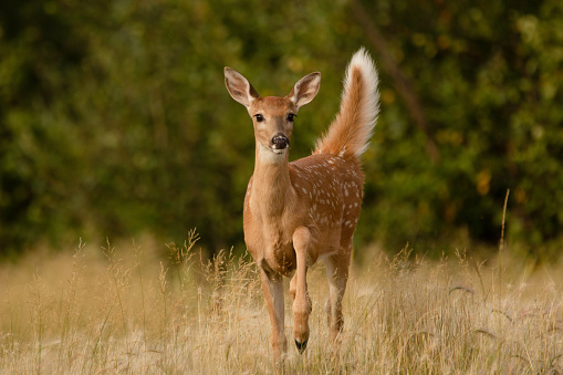 White tailed deer fawn stands near forest in a field. Beautiful forest landscape with wild animal