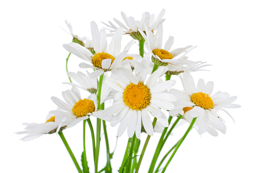 Chamomile flower herb isolated on a white background