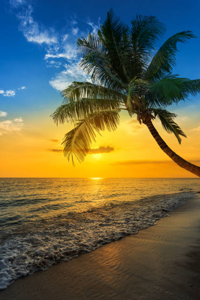 istock Beautiful Landscape Ocean Summer sunset 1423682021