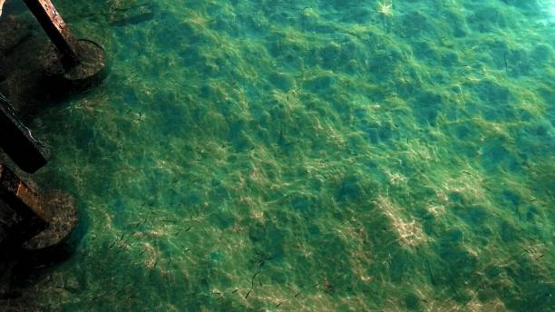 surface sea in tidung island