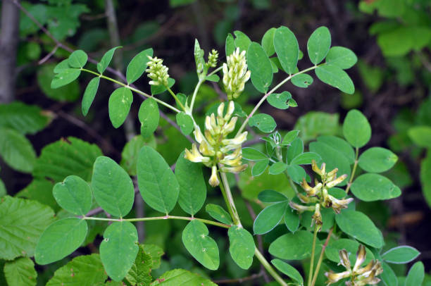 astragalus (astragalus glycyphyllos) wächst in der natur - cicer stock-fotos und bilder