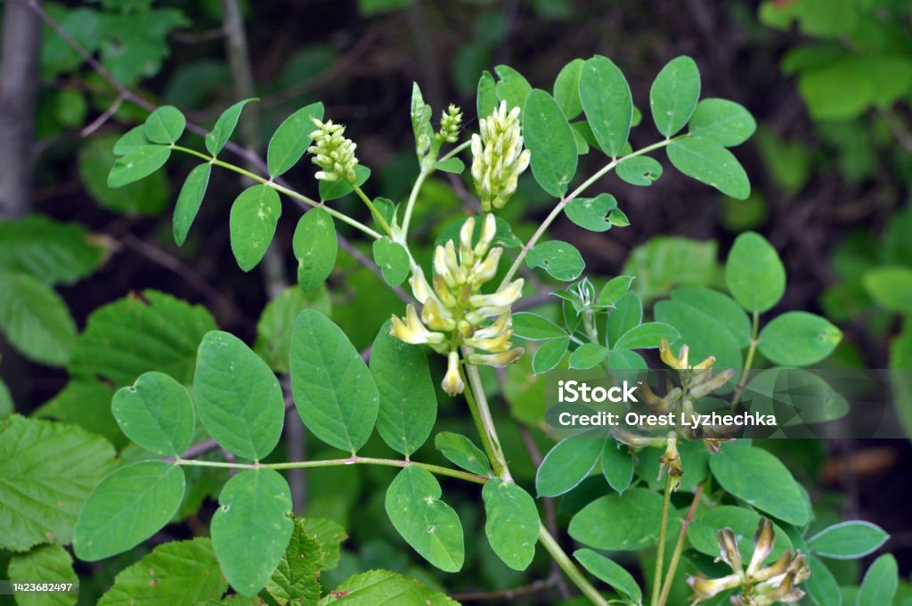 Astragalus (Astragalus glycyphyllos) grows in nature Astragalus (Astragalus glycyphyllos) grows in the wild Astragalus Stock Photo