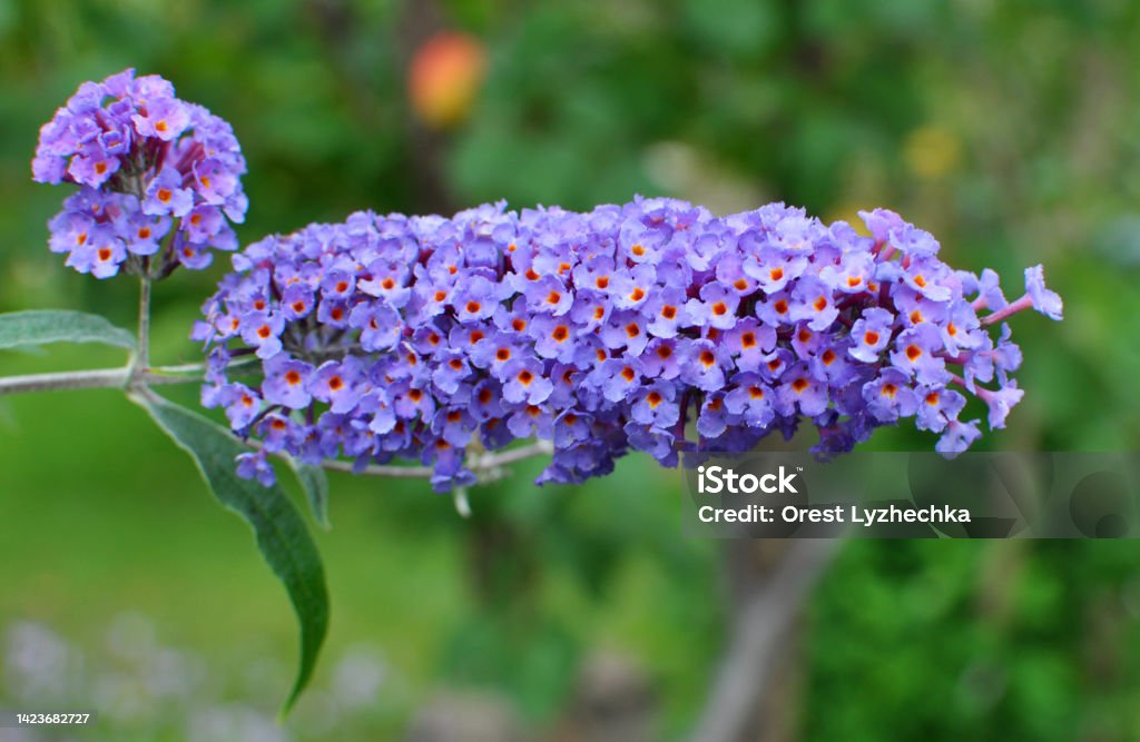 Buddleja davidii is blooming in the garden The buddleja davidii bush is blooming in the garden Beauty Stock Photo