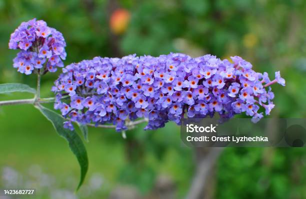 Buddleja Davidii Is Blooming In The Garden Stock Photo - Download Image Now - Beauty, Blossom, Botany