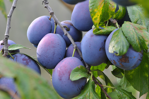 In the garden on a branch of a tree ripe plums