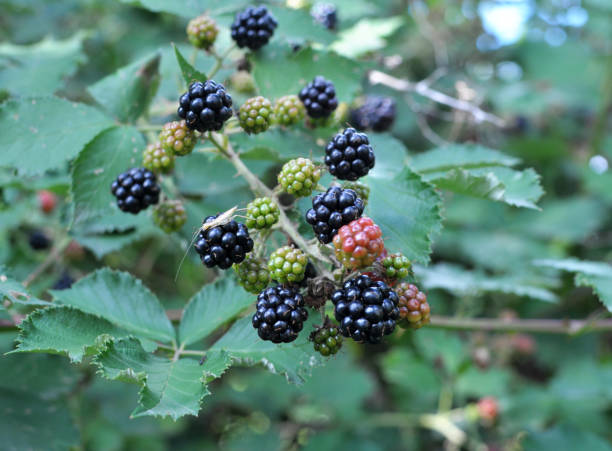 istock On the branch ripen the blackberries (Rubus fruticosus) 1423682930
