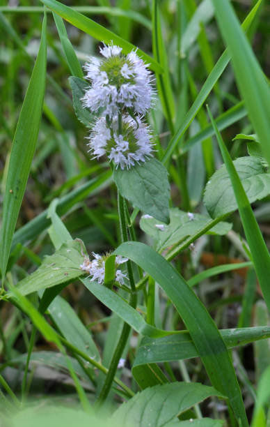 in der natur wächst wasserminze (mentha aquatica) in der nähe eines stausees - mentha aquatica stock-fotos und bilder