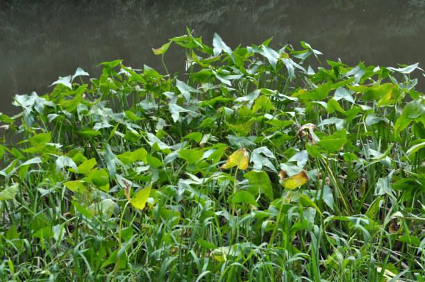 istock Sagittaria sagittifolia grows in water with a slow flow 1423683433