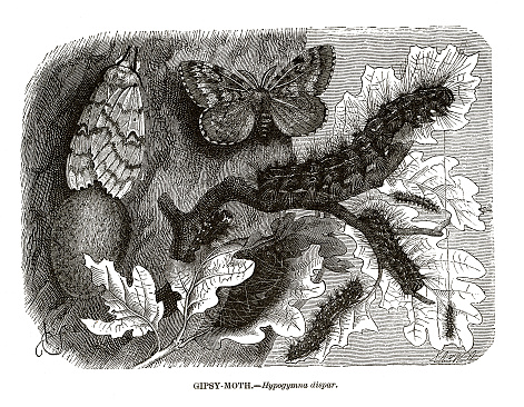 Woodcut of gypsy moth, Lymantria dispar (synonym Hypogymna dispar), life cycle. Illustrator Emil Schmidt, engraver Xylographisches Atelier von (Johann Carl) Wilhelm Aarland.