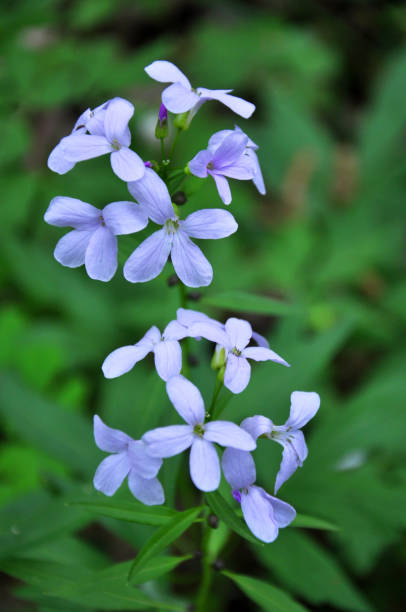 Cardamine bulbifera grows in the forest, in the wild In the spring, cardamine bulbifera grows in the forest and in the wild dentaria stock pictures, royalty-free photos & images