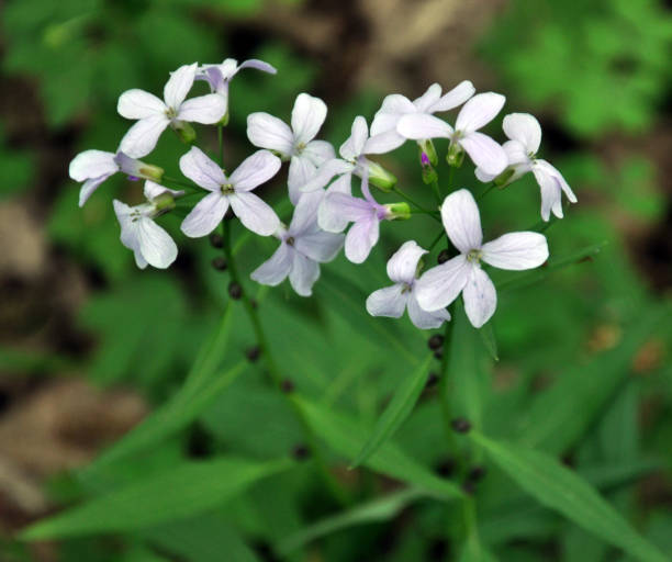 Cardamine bulbifera grows in the forest, in the wild In the spring, cardamine bulbifera grows in the forest and in the wild dentaria stock pictures, royalty-free photos & images