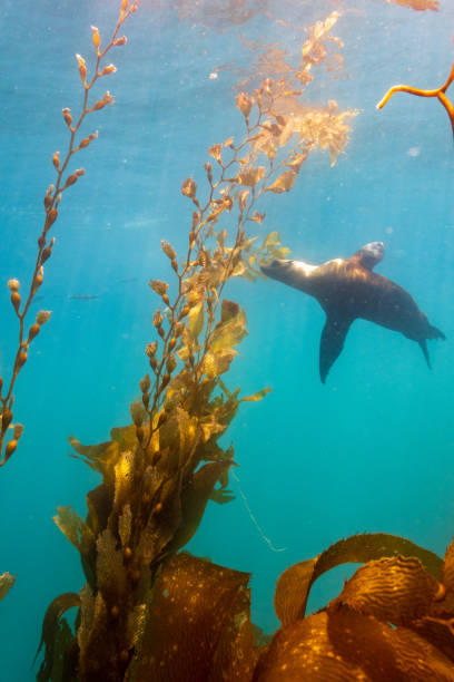 istock Sea Lion in the Kelp 1423684966
