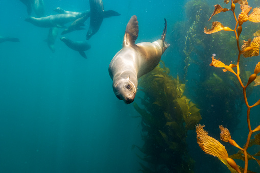 Black background sea lion profile shot