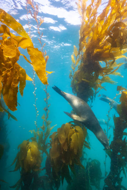 istock Sea Lion diving in the Kelp 1423685321