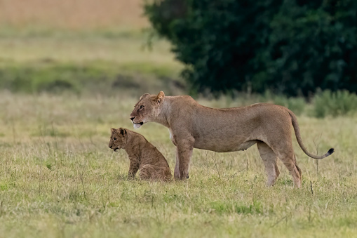 Lioness (panthera Leo) with cubs, Tanzania, Ngorongoro conservation area. Vulnerable species.