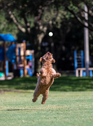 Miniature Golden doodle playing fetch, leaping into the air for ball