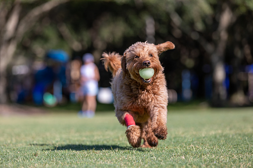 Miniature golden doodle dog with bandaged leg, playing fetch on a park field.