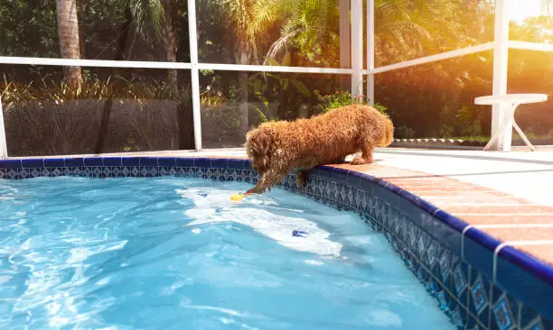 Miniature golden doodle reaching into a salt water swimming pool to recover her toy.