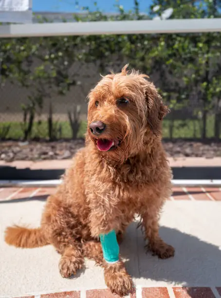 Wet Miniature Goldendoodle dog portrait with bandaged right front leg, sitting poolside in Florida home backyard lanai