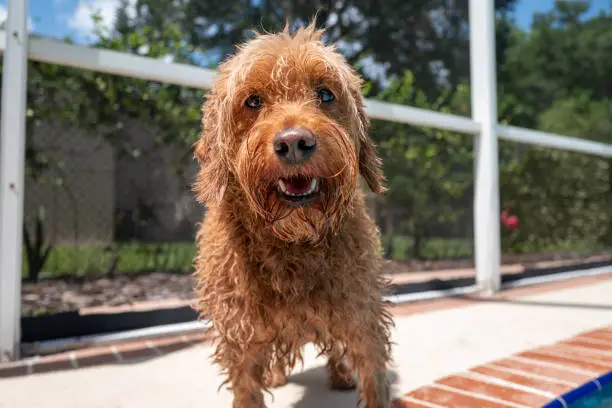 Miniature Goldendoodle portrait. wet dog standing poolside in Florida home backyard lanai