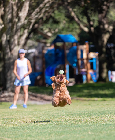Miniature golden doodle dog with bandaged leg, playing fetch on a park field.