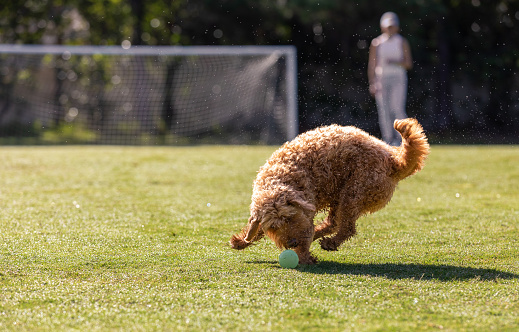 Miniature golden doodle playing fetch on a park field.